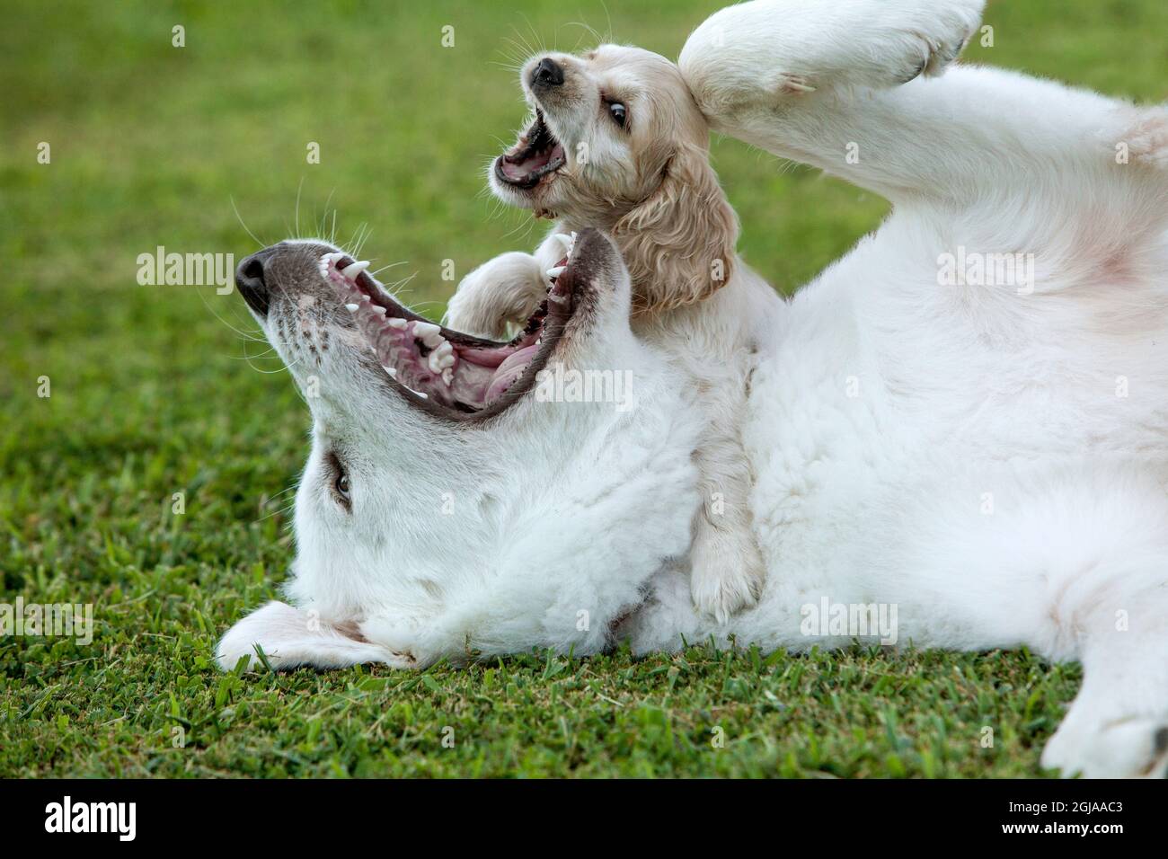 Cocker spaniel cucciolo e grandi Pirenei cani giocare. Foto Stock