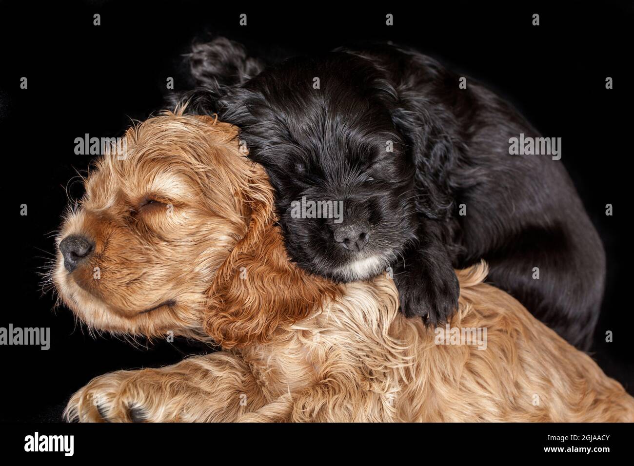 Cuccioli di spaniel Cocker che dormono. Foto Stock