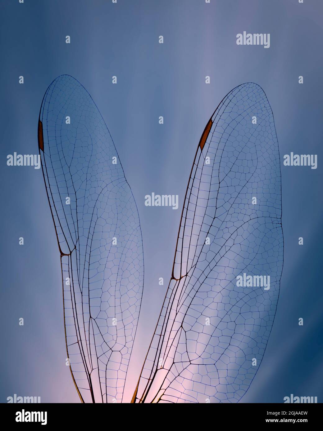 Dettaglio delle ali Dragonfly. Foto Stock Dettaglio delle ali Dragonfly. Foto Stock