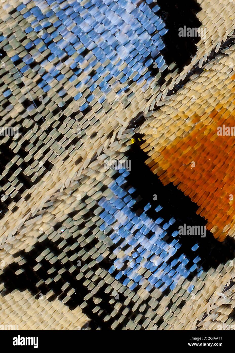 Primo piano modelli di ali a farfalla che mostrano le piccole scale sovrapposte. Foto Stock Primo piano modelli di ali a farfalla che mostrano le piccole scale sovrapposte. Foto Stock