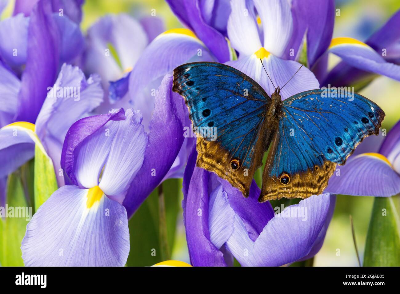 Salamis temora sul blu iride olandese. Foto Stock