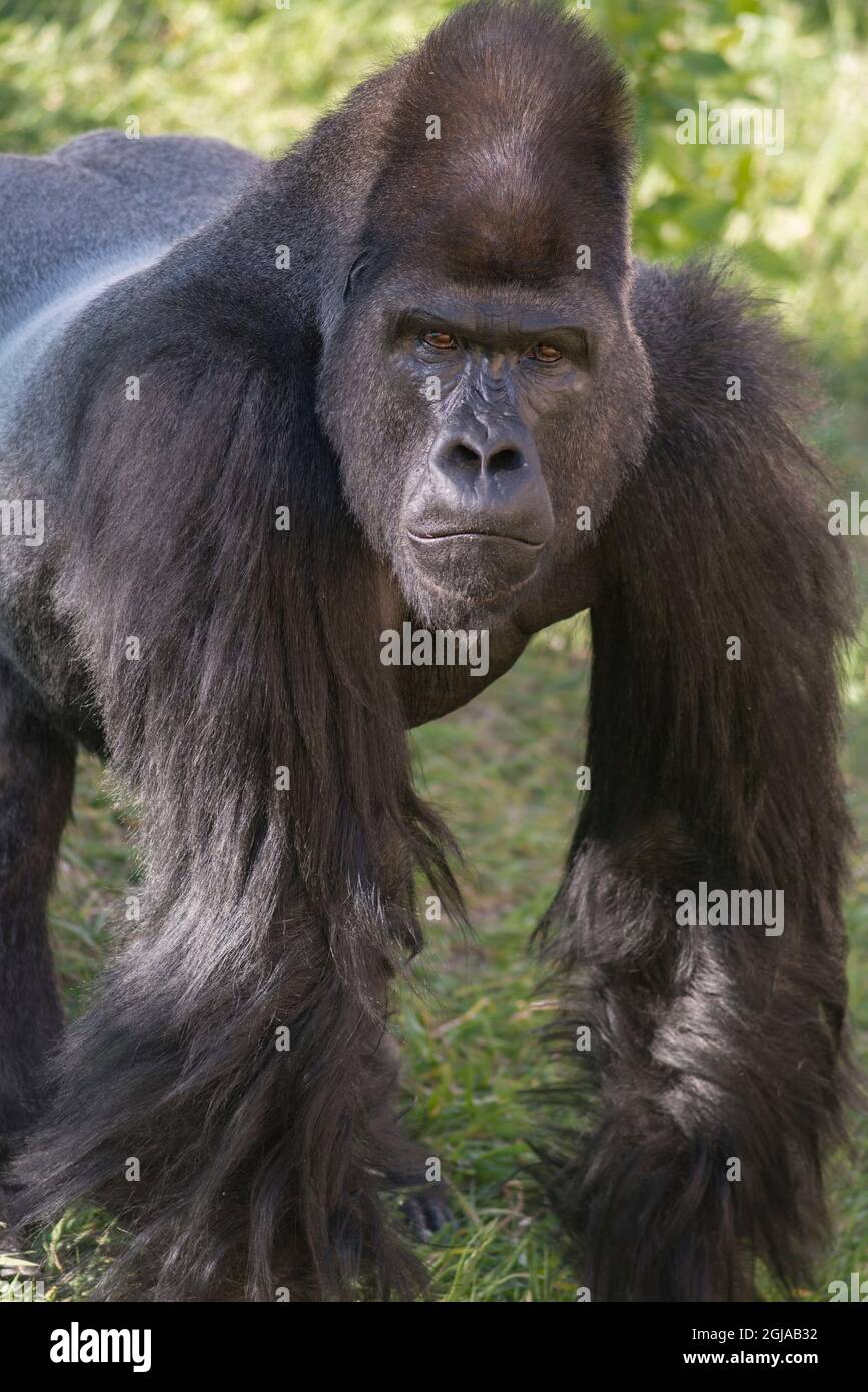 Ritratto di Gorilla occidentale minacciata di estinzione critica Foto Stock