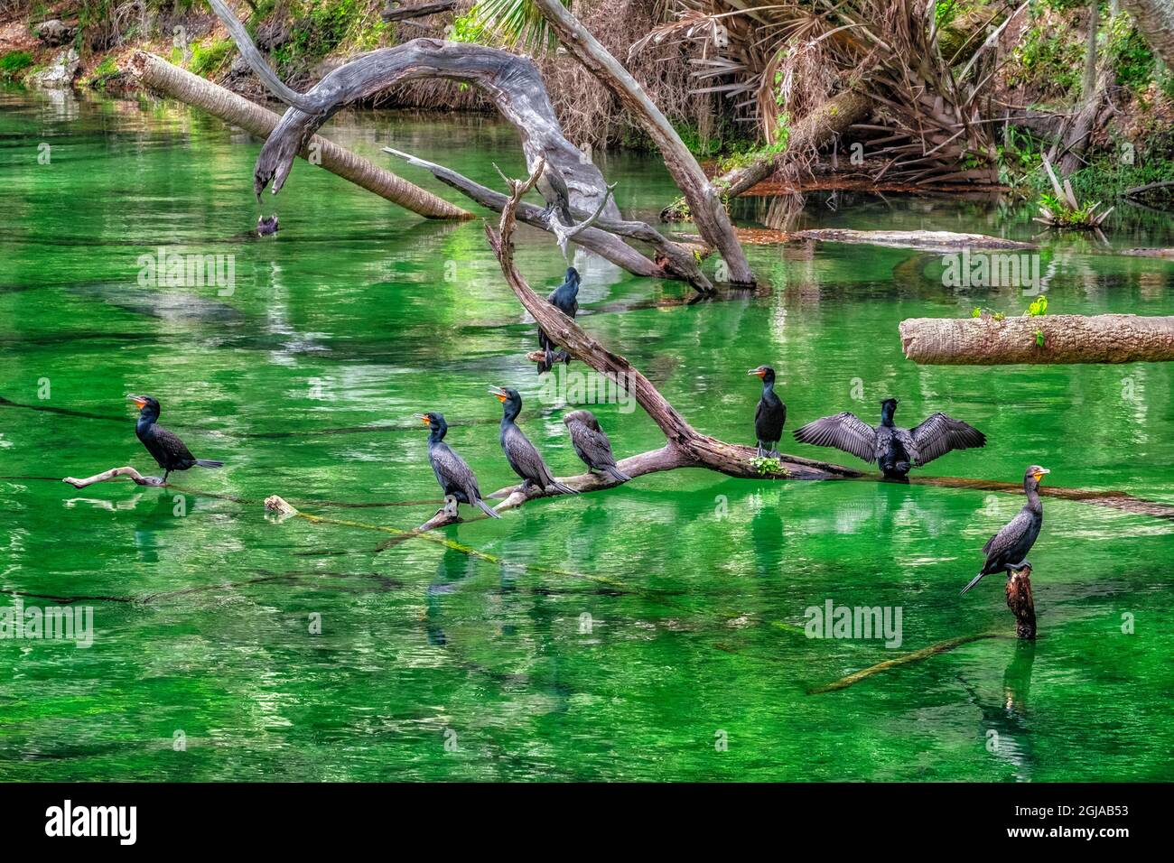 Cormorani, St. John's River, Florida Foto Stock