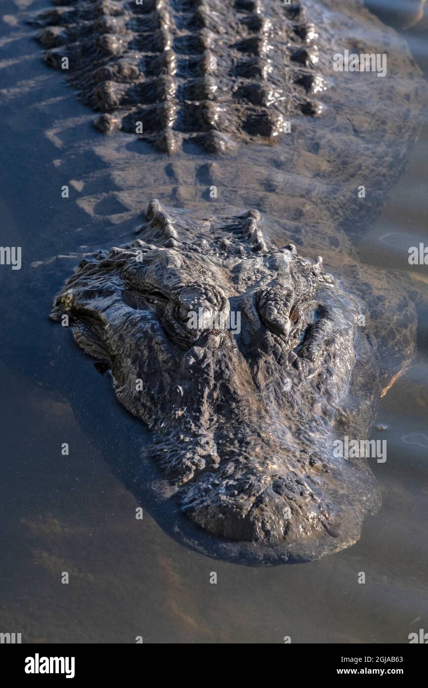 Alligatore americano, Florida Foto Stock