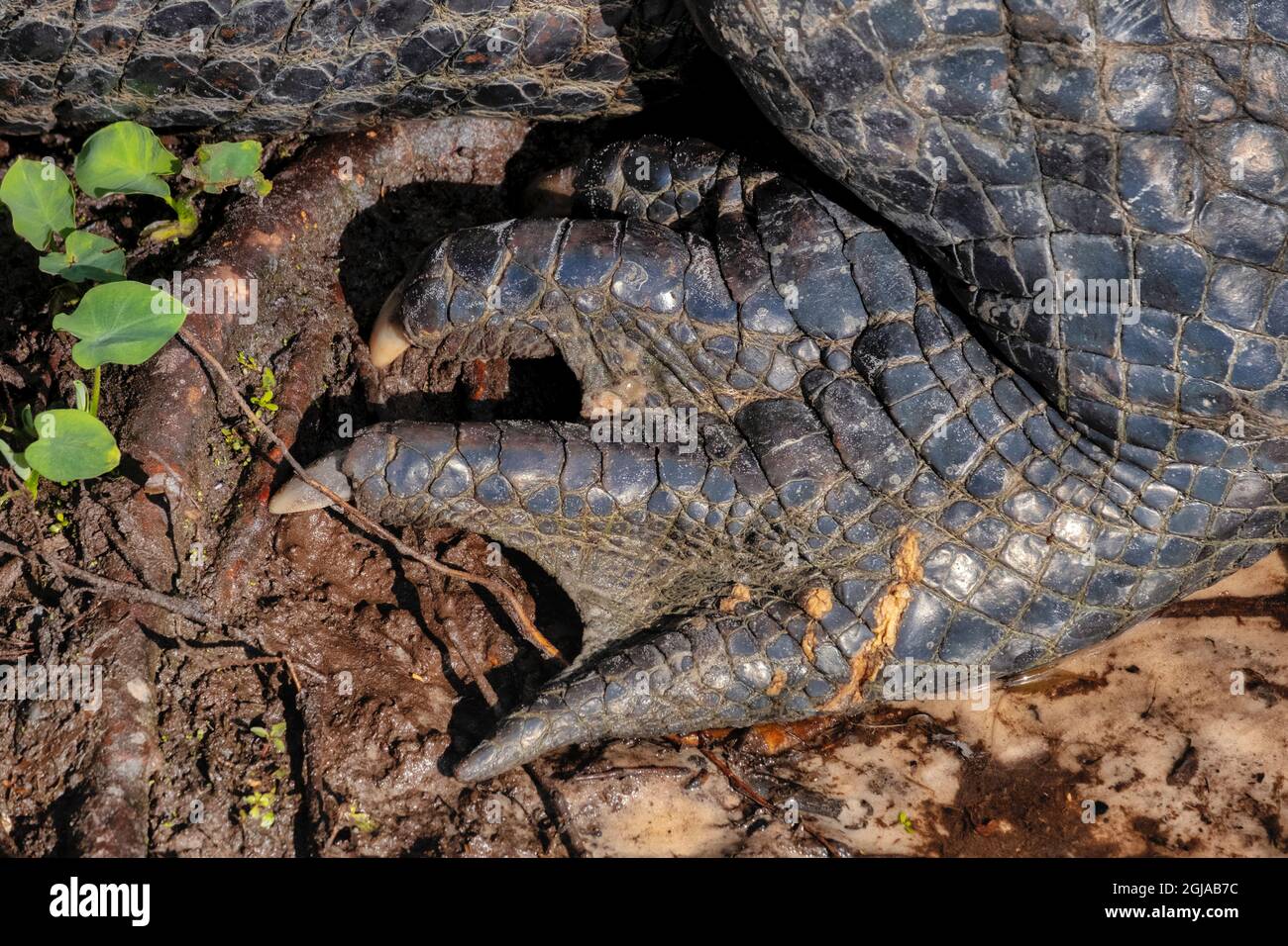 Piede di alligatore americano, Florida Foto Stock