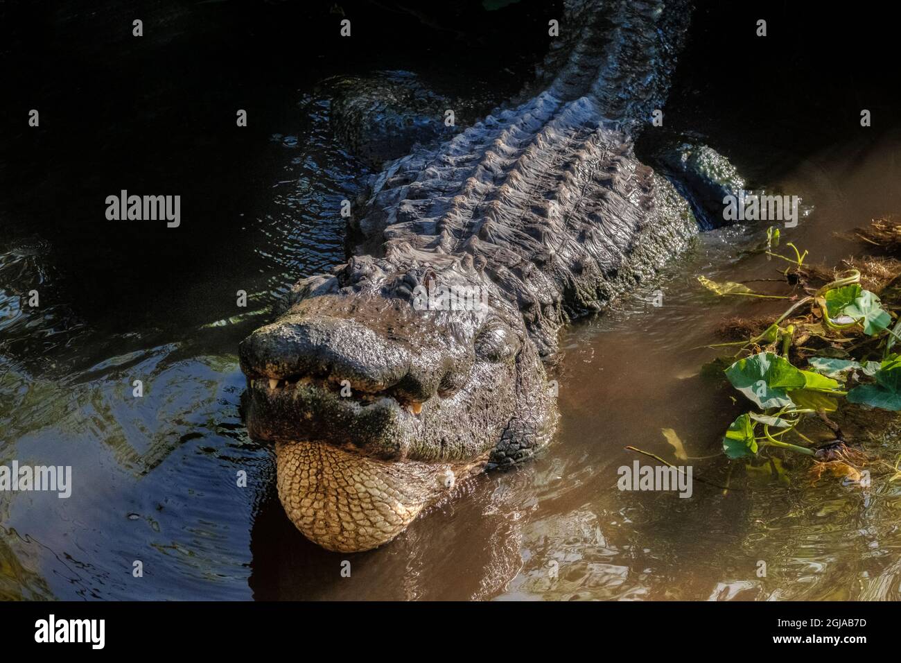 Alligatore americano, Florida Foto Stock