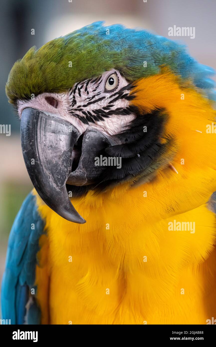 Blu e Giallo Macaw Foto Stock