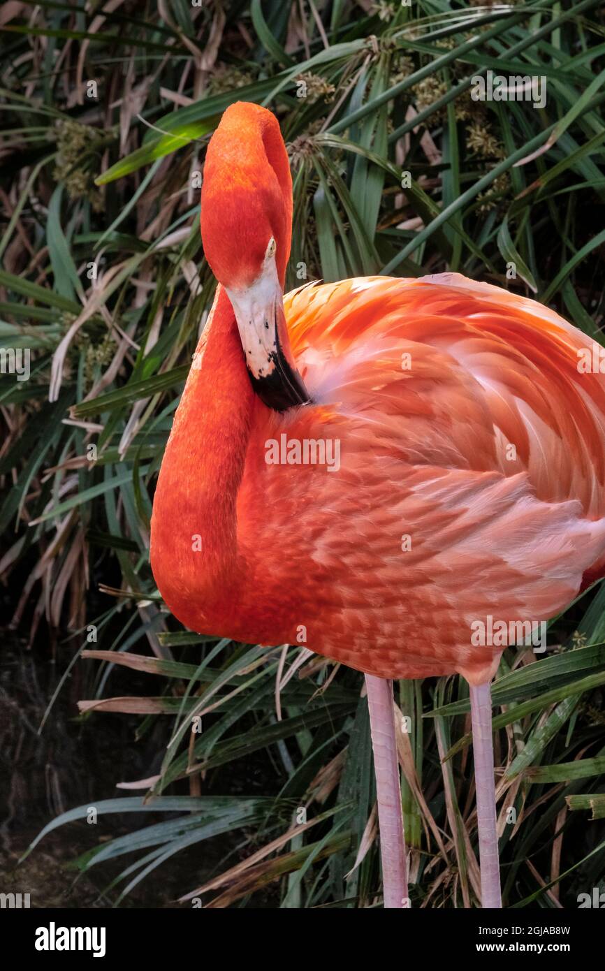 American flamingo Foto Stock