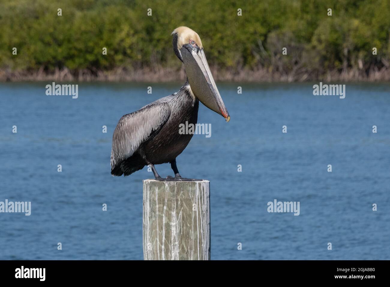Brown Pelican, Florida Foto Stock