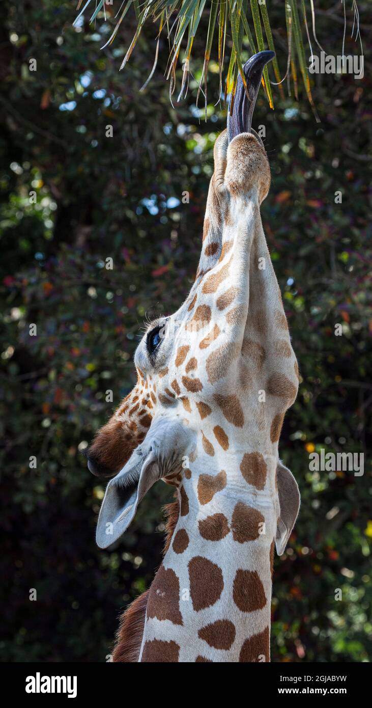 La lingua lunga 18-pollice aiuta una giraffa raggiungere la vegetazione per mangiare. Foto Stock