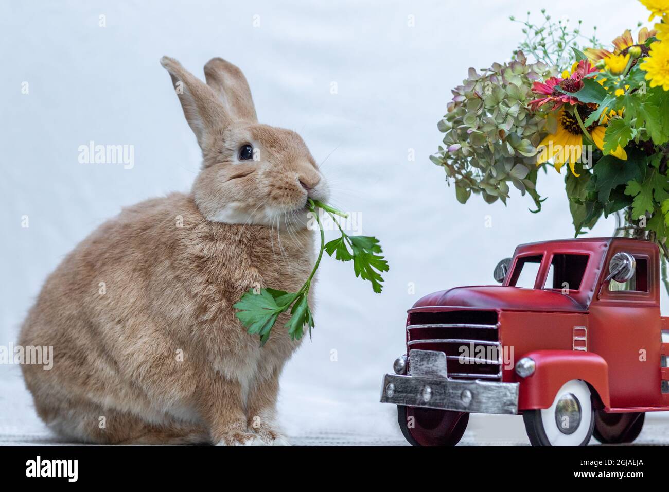 Rufus Rabbit si pone accanto al camion rosso vecchio stile con fiori e mums bianco sfondo copia spazio. Coniglio con camion rosso per autunno e autunno. Foto Stock