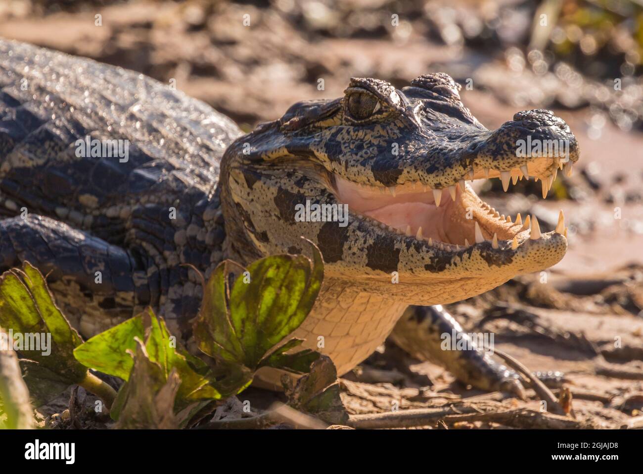 Brasile, Pantanal. Jacare caiman rettile close-up. Credit as: Cathy & Gordon Illg / Jaynes Gallery / DanitaDelimont.com Foto Stock