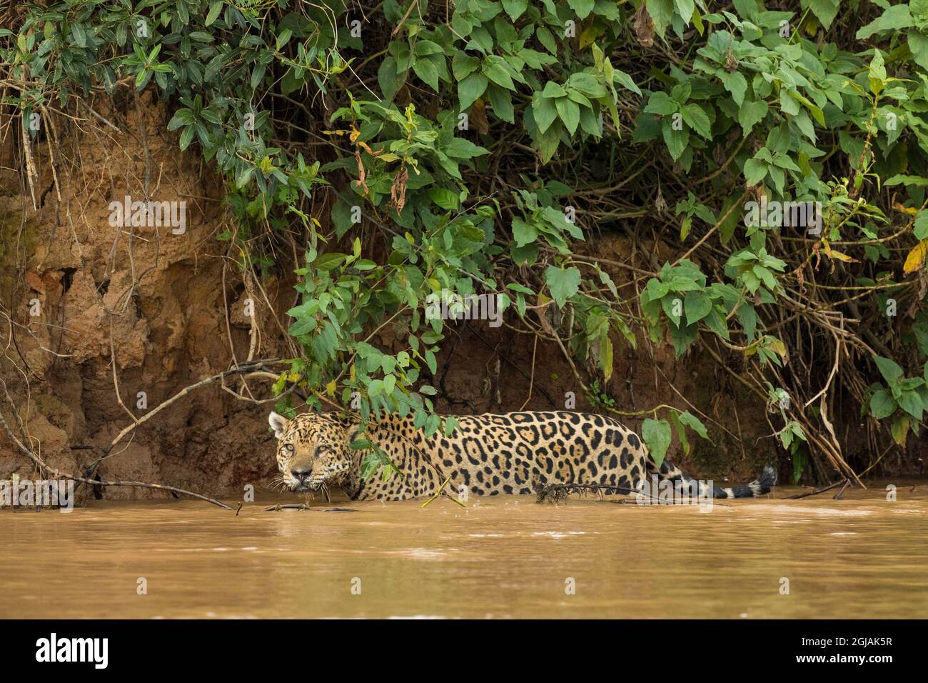 Brasile, Pantanal. giaguaro selvaggio in piedi in acqua di fiume. Foto Stock