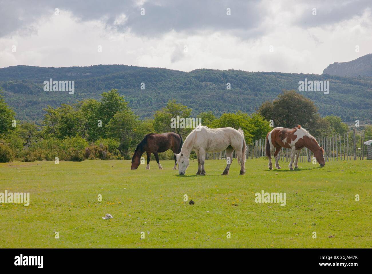 Situato nel canale di Baker del Parco Nazionale Bernardo o'Higgins in Cile è il ranch Estancia Perales dove questi cavalli erano pascolo. Foto Stock