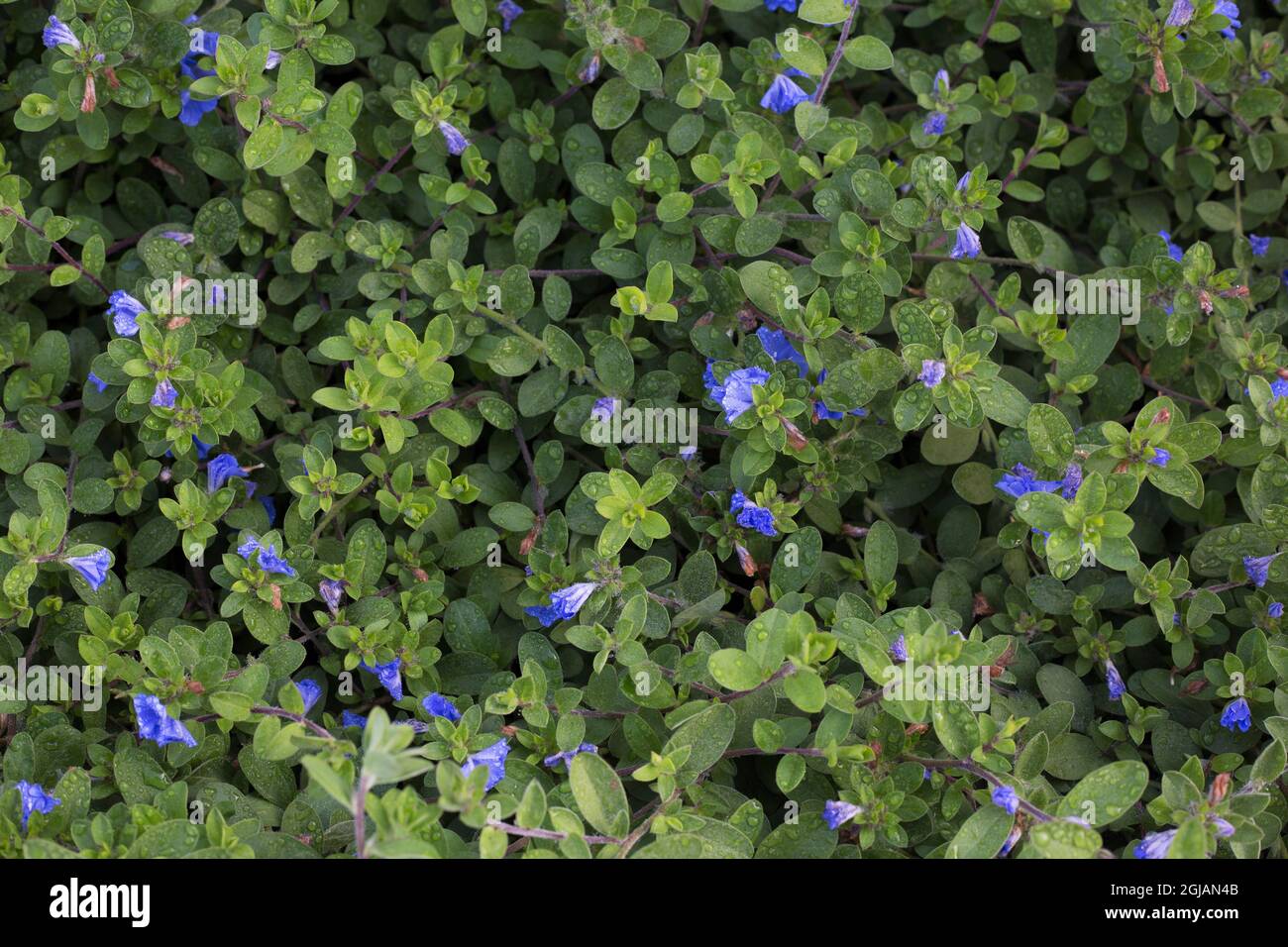 Evolvulus glomeratus 'Blue Daze' nana gloria mattutina. Foto Stock