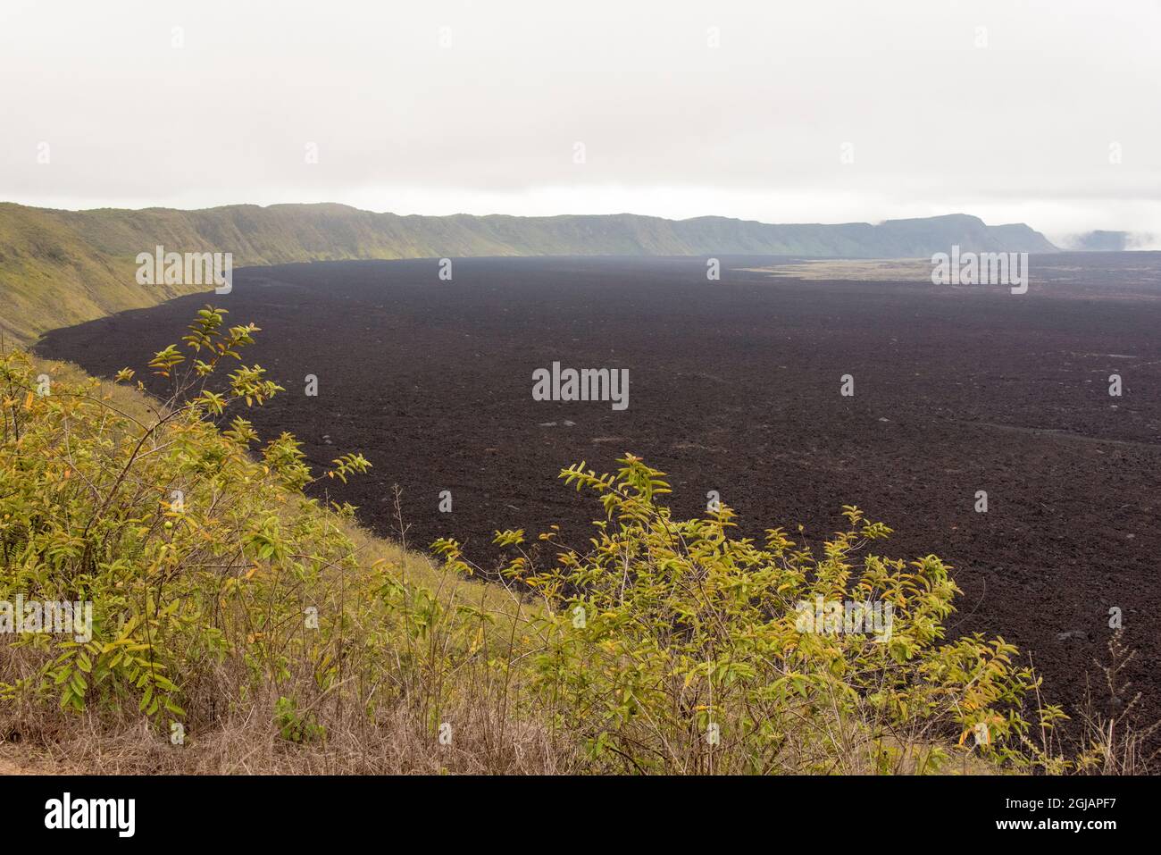 Ecuador. Sierra Negra vulcano Isabela Isola Galapagos. Vulcano più attivo (eruttato nel 2018) la caldera più grande di tutte le Galapagos Foto Stock