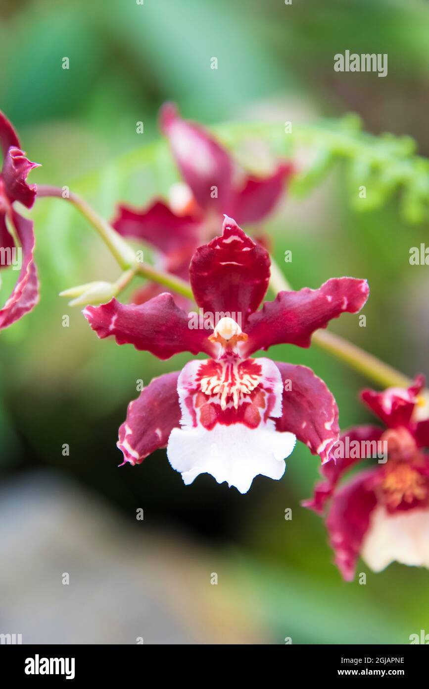 Ecuador, Quito. Jardin Botanico de Quito. Orchid serra Giardini Botanici Foto Stock