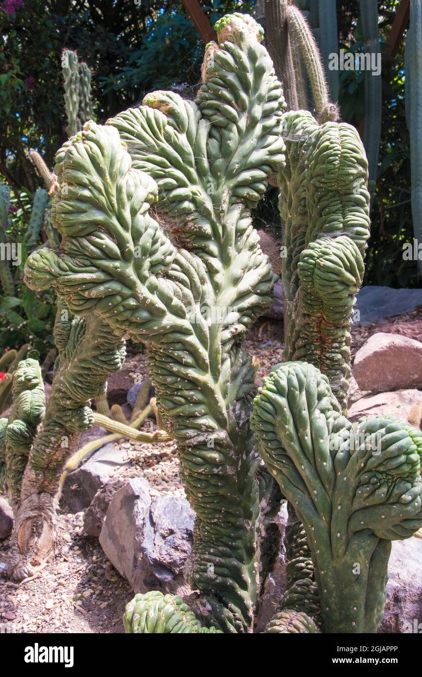 Ecuador, Quito. Jardin Botanico de Quito. Mostra di cactus dei Giardini Botanici Foto Stock