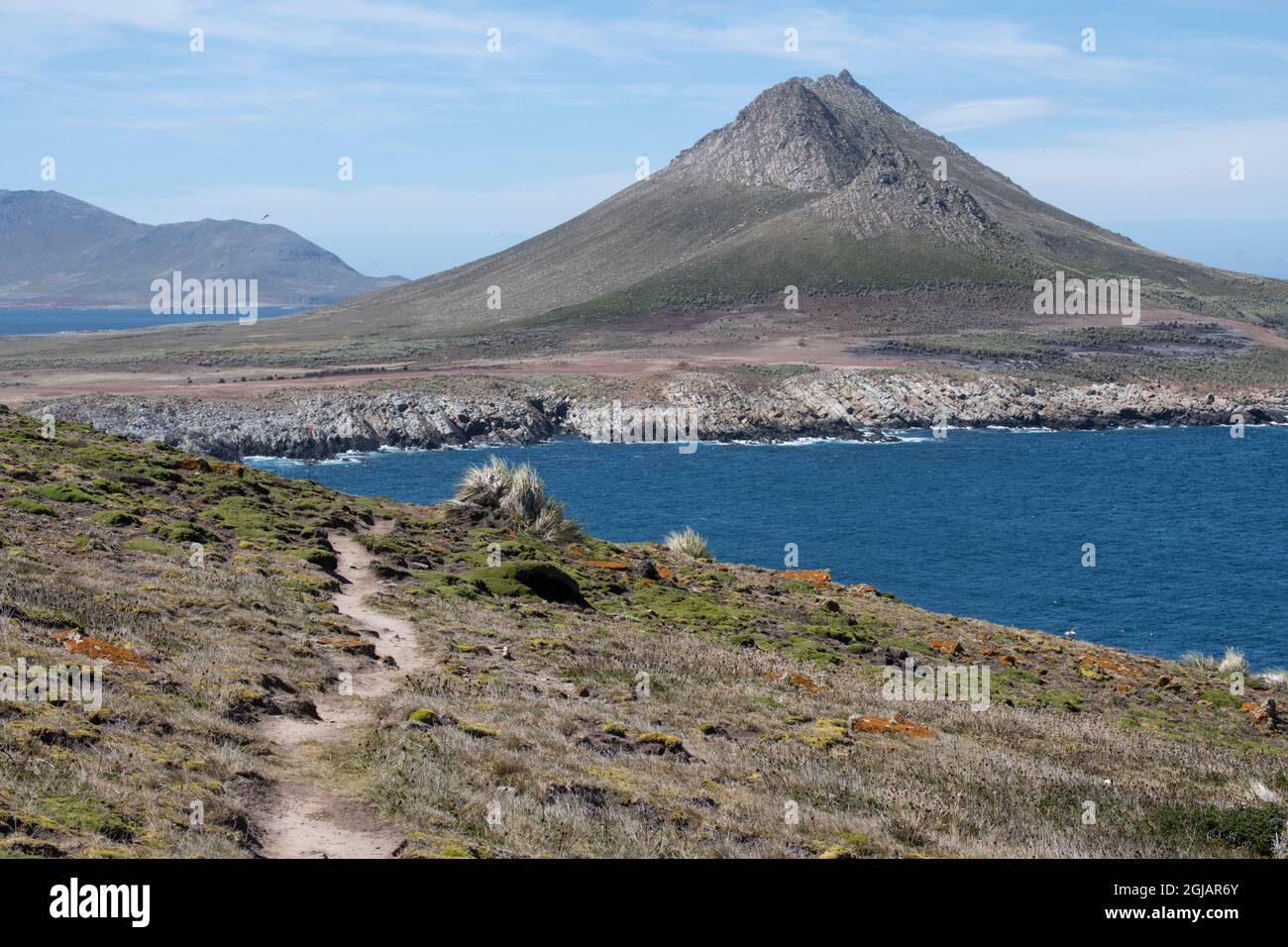 Isole Falkland, Falklands occidentali, Isole Jason, Steeple Jason. Ospita la più grande colonia di albatros dai colori dorati nelle Falklands. Foto Stock