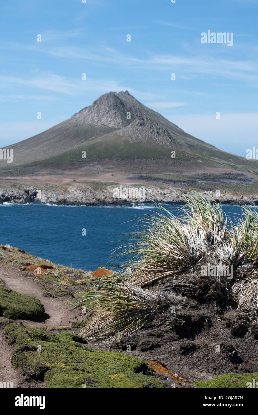 Isole Falkland, Falklands occidentali, Isole Jason, Steeple Jason. Vista tipica dell'isola con erba del tussock e costa frastagliata. Foto Stock