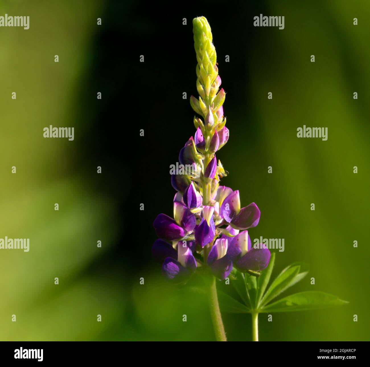 Primo piano di testa fiore Lupinus Polyphillus , lupino in un giardino di campagna al sole Foto Stock