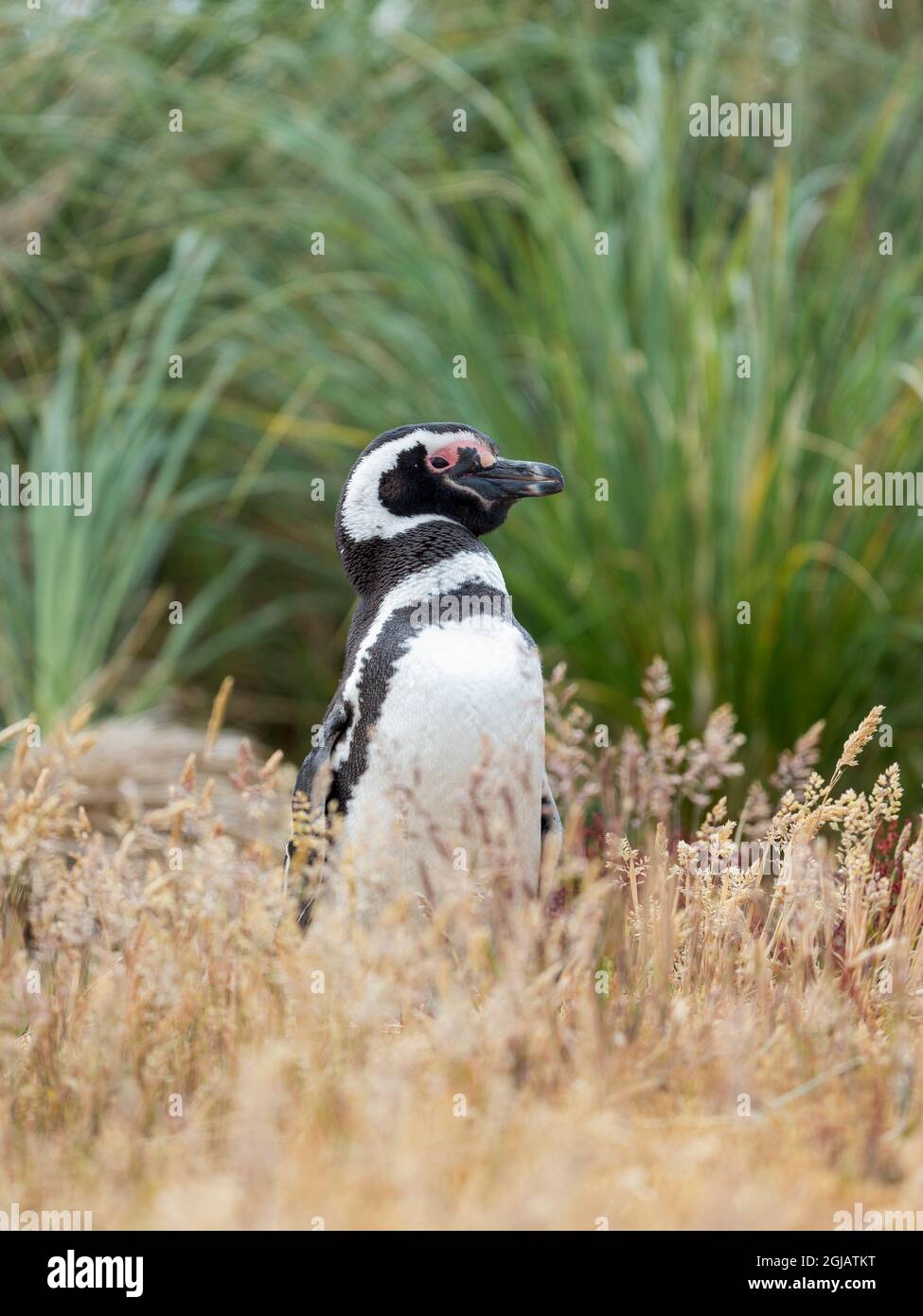 Penguin Magellanico, Isole Falkland. Foto Stock