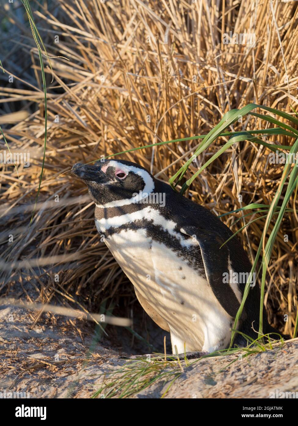 Area di allevamento dei pinguini magellanici nella cintura di tussock, la vegetazione naturale delle isole Sucantartiche in Sud America, Isole Falkland. Foto Stock