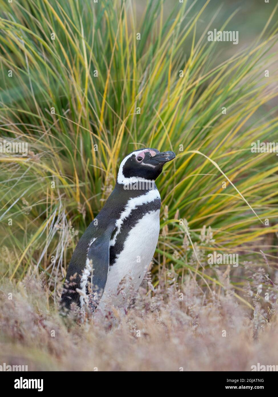 Area di allevamento dei pinguini magellanici nella cintura di tussock, la vegetazione naturale delle isole Sucantartiche in Sud America, Isole Falkland. Foto Stock
