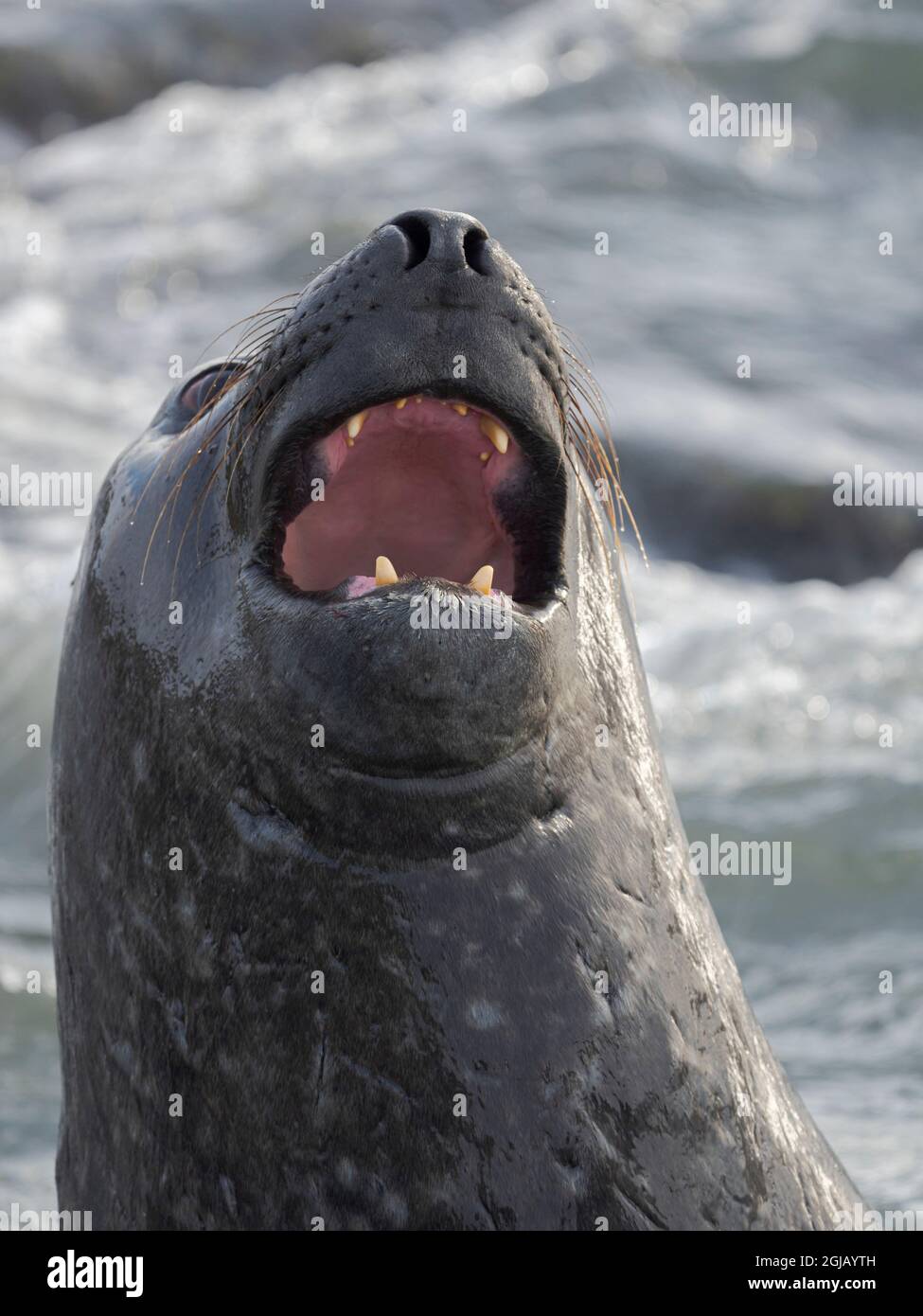 Sigillo di elefante meridionale (Mirounga leonina) dopo harem e stagione di allevamento. Giovani tori che combattono e stabiliscono l'ordine di pecking Isole Falkland. Foto Stock