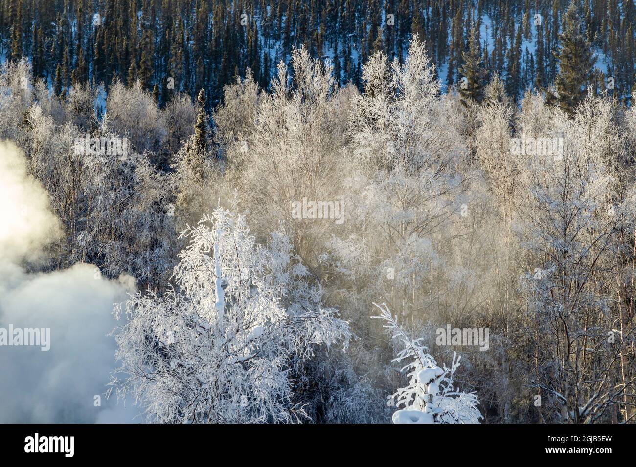 USA, Alaska. Nebbia e alberi ghiacciati in inverno. Foto Stock