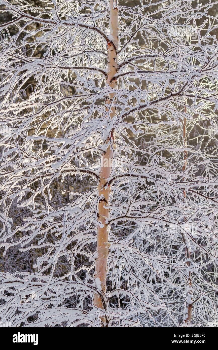 USA, Alaska. Arti di albero ricoperte di gelo. Foto Stock