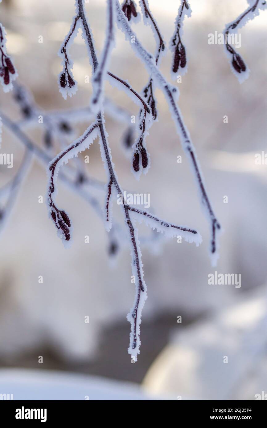 USA, Alaska. Primo piano di ramificazioni glassate in inverno. Foto Stock