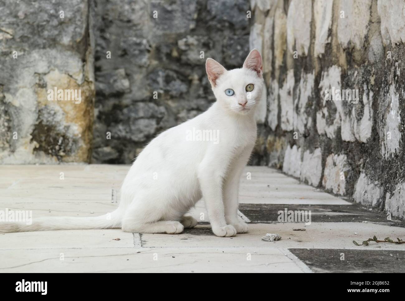 Gatto nel giardino del monastero di Ston (Dalmazia, Croazia) Foto Stock