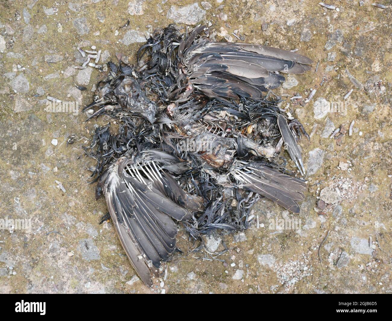 Carcassa di uccelli morti consumata dai magnati Foto Stock