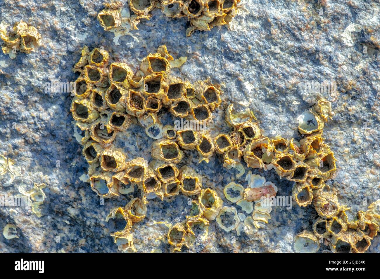 barnacles on Rock, Juneau, Alaska, USA Foto Stock