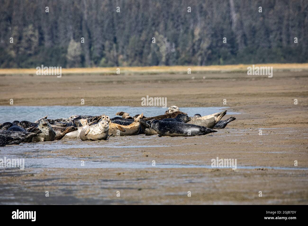 Lake Clark National Park and Preserve, Cook Inlet, Kenai Peninsula, Alaska, cialde di foche sul mudflat e in acqua Foto Stock