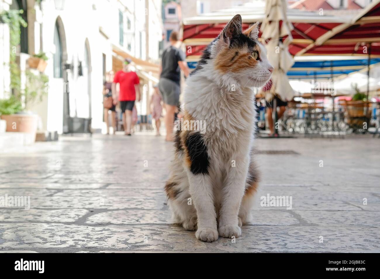 Gatto colorato su Gundulićeva poljana a Dubrovnik (Dalmazia, Croazia) Foto Stock