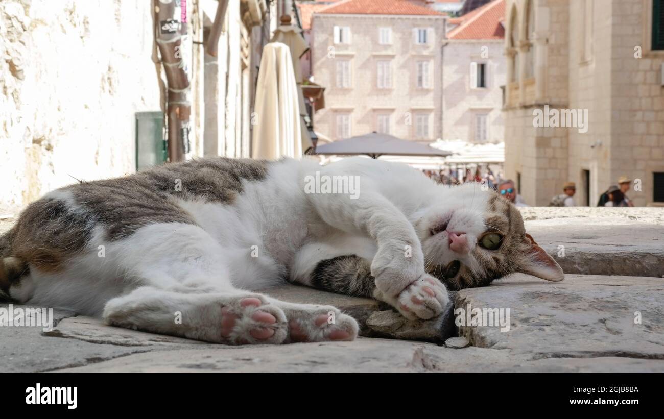 Gatto che gioca a Gundulićeva poljana a Dubrovnik (Dalmazia, Croazia) Foto Stock