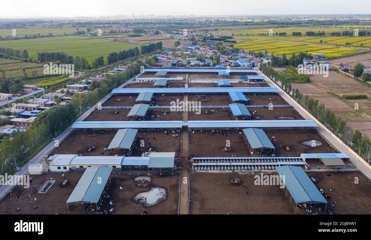 Lingwu, la regione autonoma cinese di Ningxia Hui. 8 settembre 2021. Foto aerea scattata l'8 settembre 2021 mostra la vista di una fattoria di allevamento di mucche nel villaggio di Shajiang di Lingwu City, regione autonoma di Ningxia Hui nella Cina nord-occidentale, 8 settembre 2021. Credit: Yang Zhisen/Xinhua/Alamy Live News Foto Stock