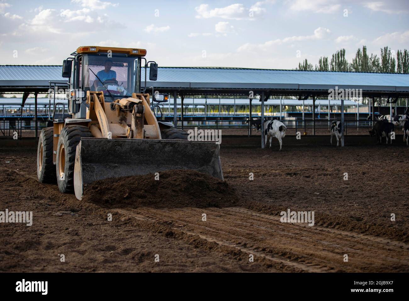 Lingwu, la regione autonoma cinese di Ningxia Hui. 8 settembre 2021. Un operaio gestisce una macchina per pulire la fattoria di allevamento di mucche nel villaggio Shajiang di Lingwu City, regione autonoma di Ningxia Hui nella Cina nord-occidentale, 8 settembre 2021. Credit: Yang Zhisen/Xinhua/Alamy Live News Foto Stock