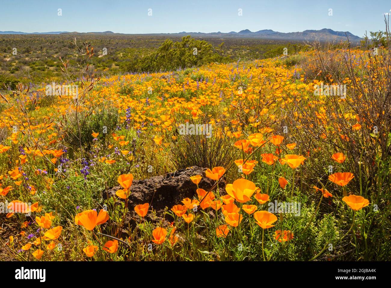 USA, Arizona, Peridot Mesa. Papaveri della California in fiore. Credit as: Cathy & Gordon Illg / Jaynes Gallery / DanitaDelimont. com Foto Stock