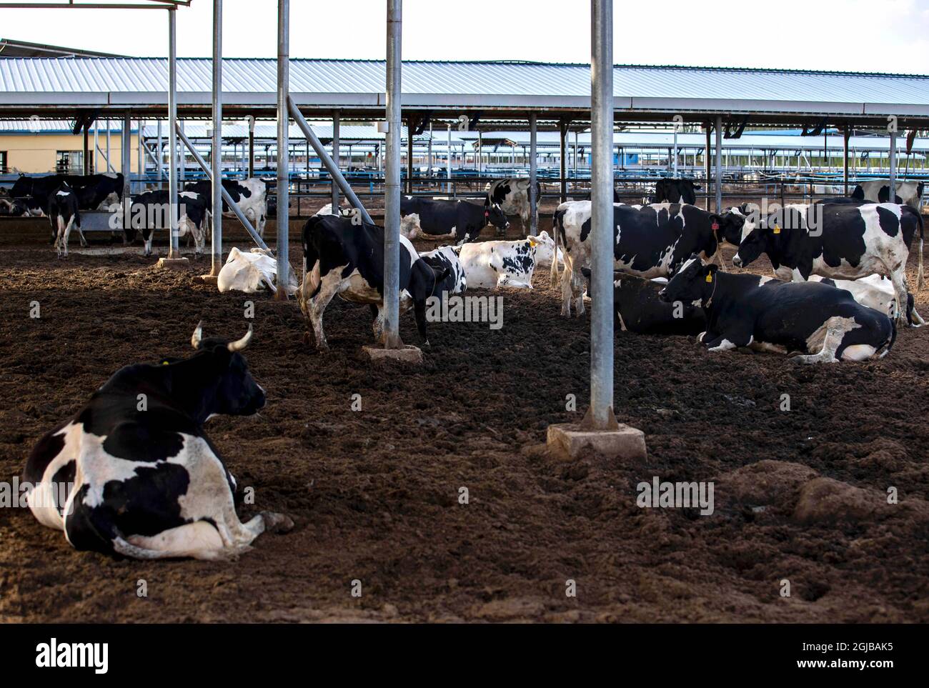 Lingwu, la regione autonoma cinese di Ningxia Hui. 8 settembre 2021. Foto scattata l'8 settembre 2021 mostra la vista di una fattoria di allevamento di mucche nel villaggio di Shajiang di Lingwu City, regione autonoma di Ningxia Hui nella Cina nord-occidentale, 8 settembre 2021. Credit: Yang Zhisen/Xinhua/Alamy Live News Foto Stock