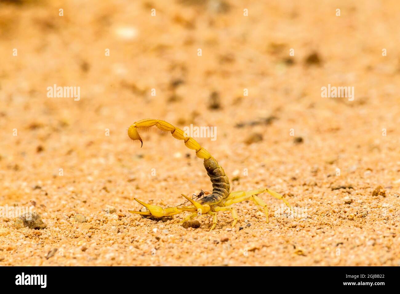 USA Arizona contea di Santa Cruz. Formica su scorpione con coda