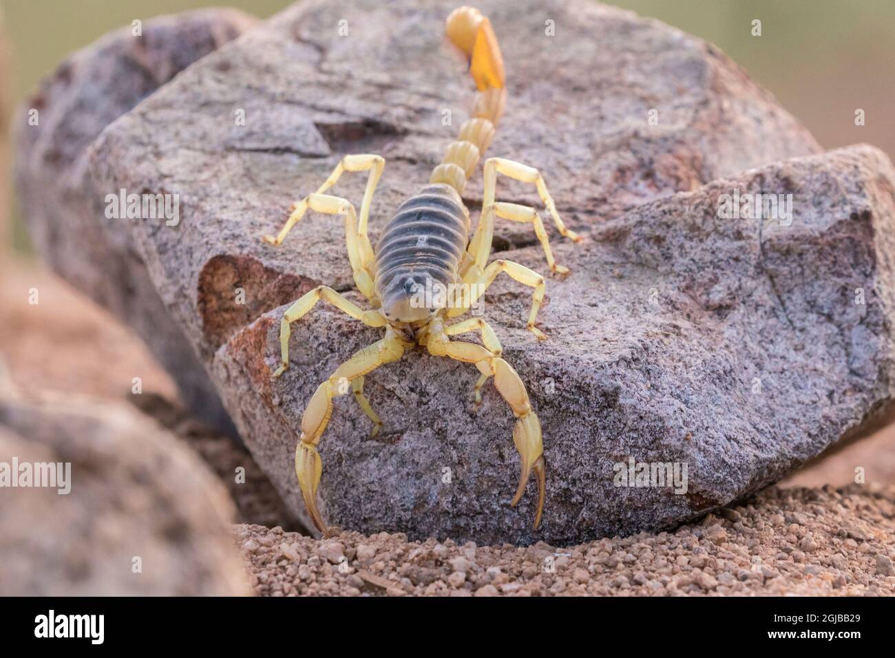 USA, Arizona, contea di Santa Cruz. Scorpione dalla coda grassa sulla roccia. Credit as: Cathy & Gordon Illg / Jaynes Gallery / DanitaDelimont.com Foto Stock