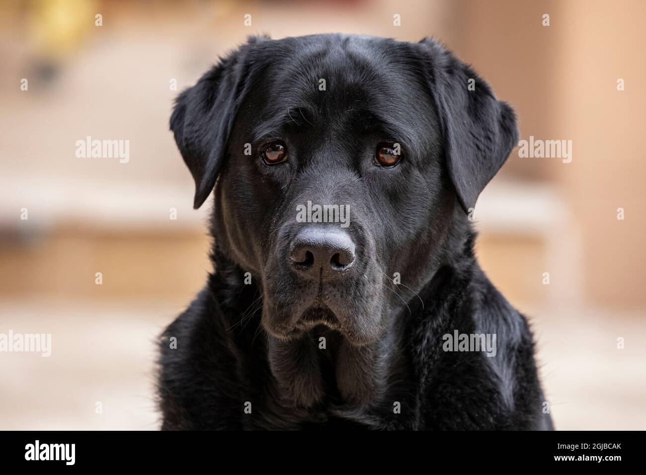 USA, Arizona, Buckeye. Ritratto di un Labrador nero. Foto Stock