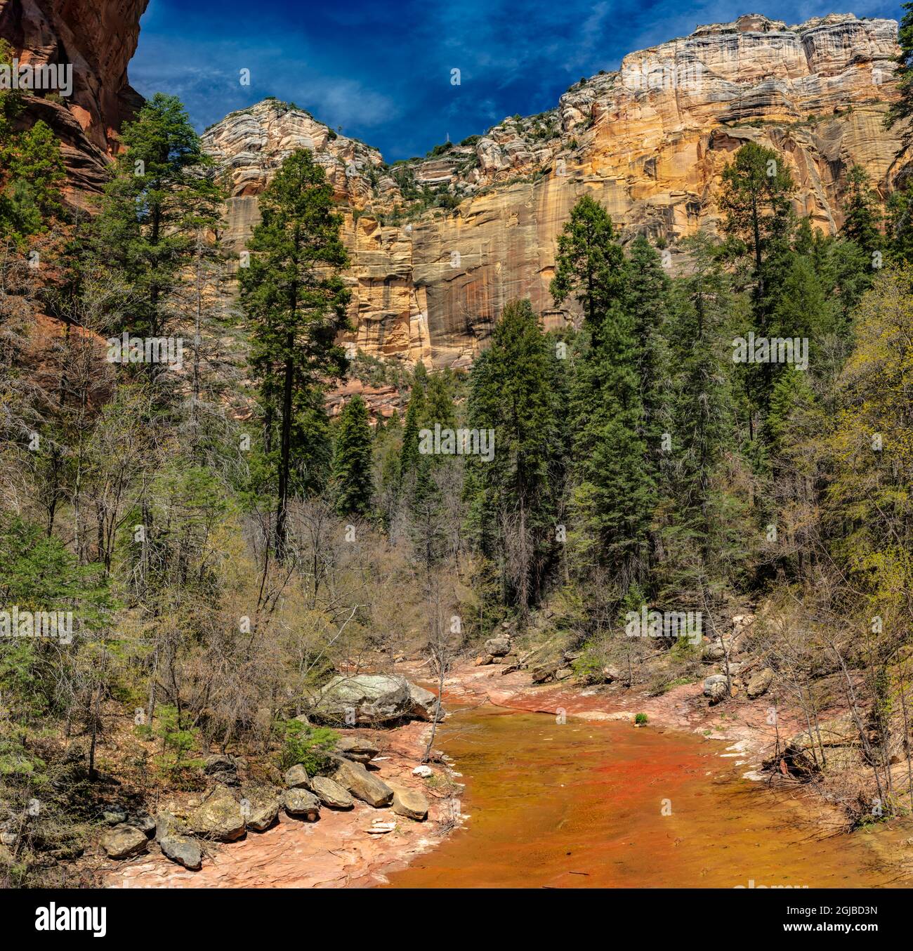 West Fork di Oak Creek nella Coconino National Forest vicino a Sedona, Arizona, Stati Uniti. Foto Stock