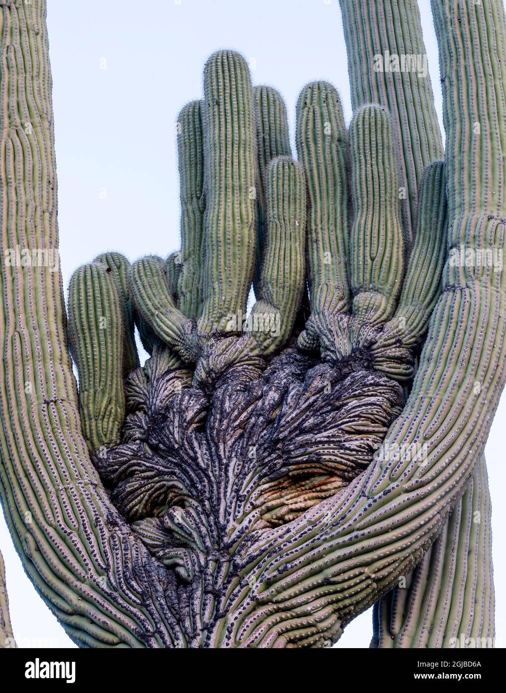 USA, Arizona, Catalina state Park, Saguaro cactus, Carnegiea gigantea. Il gigantesco cactus saguaro cresce spesso in modi contorti. Foto Stock