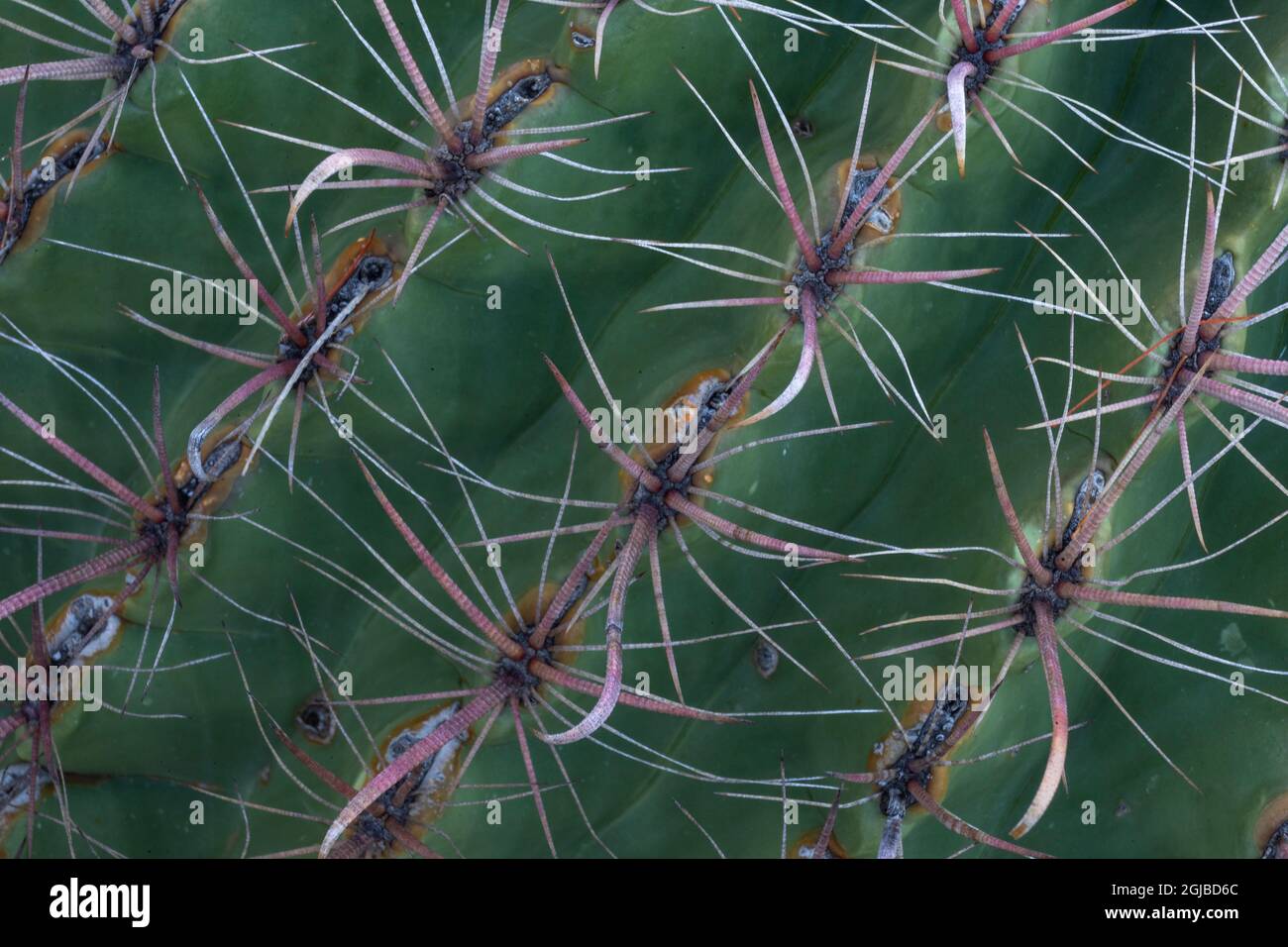 USA, Arizona, Catalina state Park, Arizona Barrel Cactus, Ferocactus wislizeni. Le file di spine del cactus del barile creano un motivo piacevole. Foto Stock