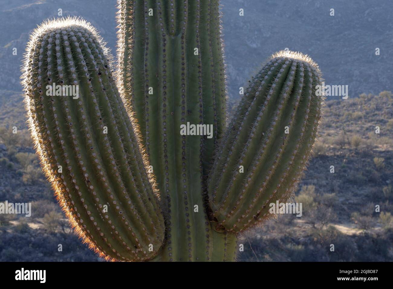 USA, Arizona, Catalina state Park, Saguaro cactus, Carnegiea gigantea. Dettagli di un gigantesco cactus saguaro con retroilluminazione che dettaglia le spine. Foto Stock
