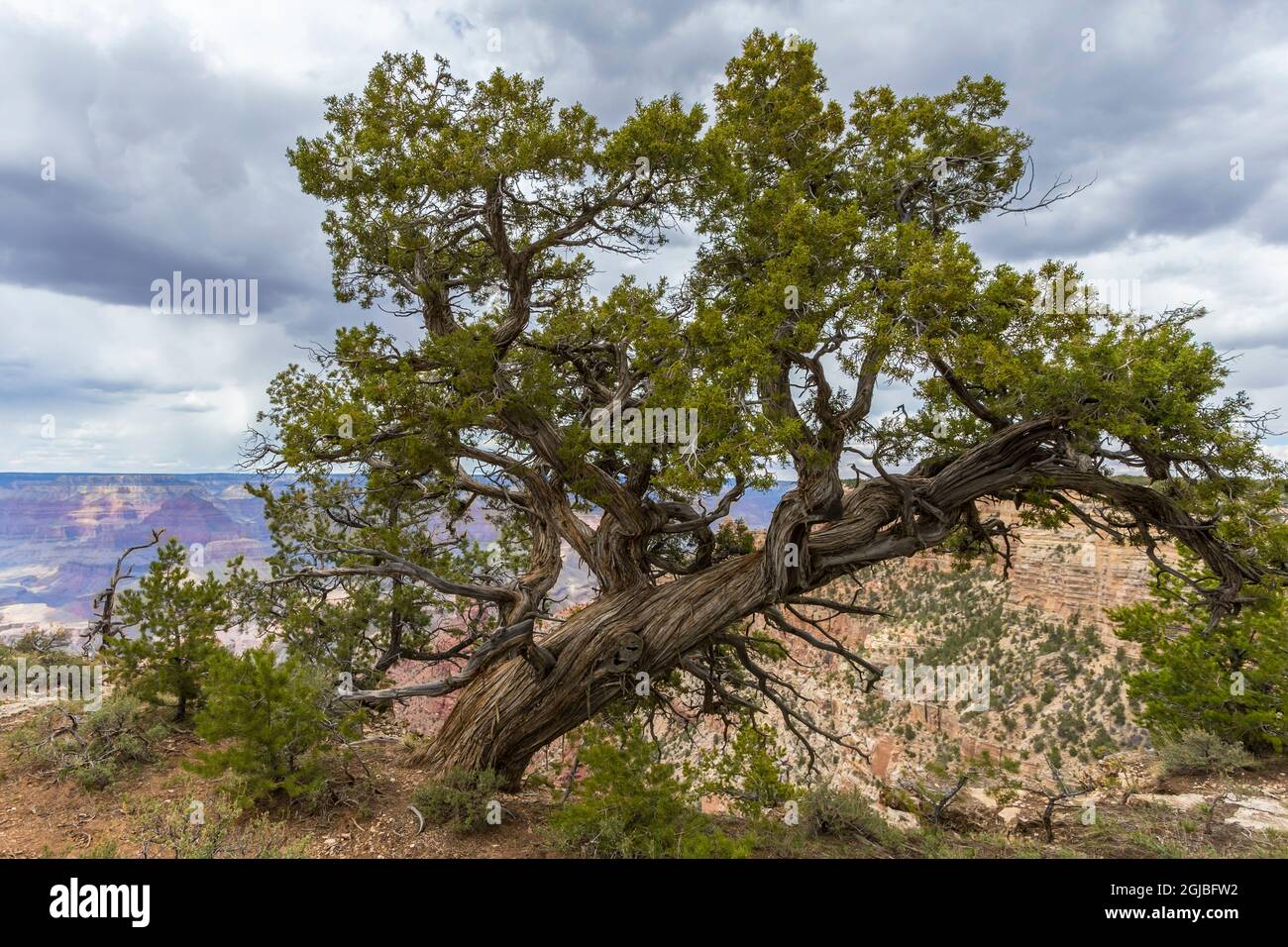 USA, Arizona. Vista da Navajo Point sul bordo sud del Parco Nazionale del Grand Canyon. Foto Stock